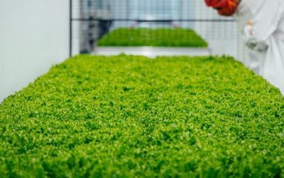 How GrowUp Farms is growing UK salad supply year round